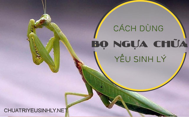 bọ ngựa chữa yếu sinh lý