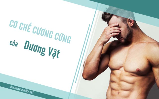 Cơ chế cương cứng của dương vật