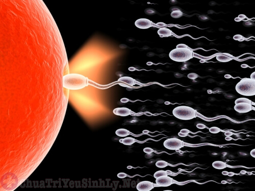 Tùy thuộc vào tinh trùng gặp trứng có thể sinh con trai hay gái