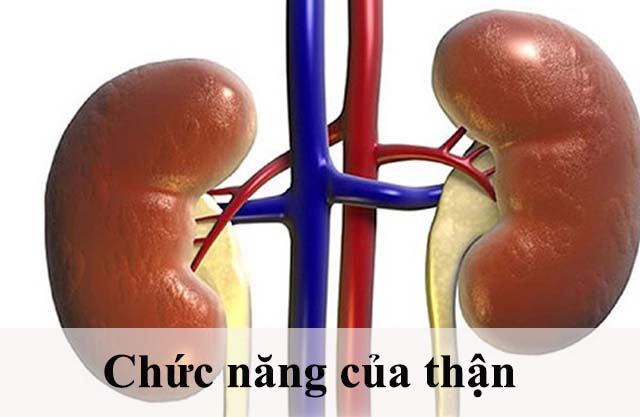 Chức năng của thận