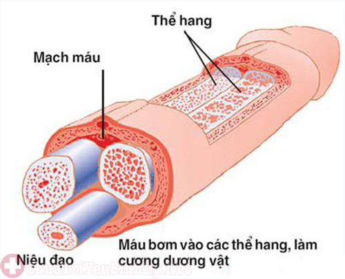 Bác sĩ tư vấn bị rối loạn cương dương có nguy hiểm không