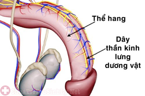 Trên thân dương vật có rất nhiều dây thần kinh khác nhau