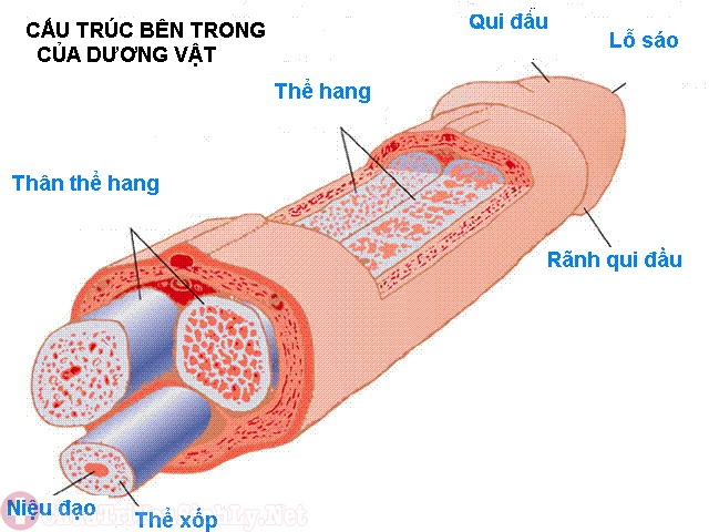 Rối loạn cương dương được hiểu là tình trạng "trên bảo dưới không nghe"