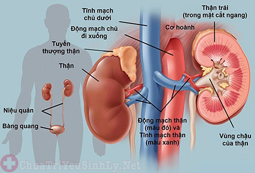 Nam giới mắc bệnh thận yếu sẽ khiến chức năng thận bị suy giảm