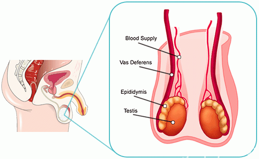 Nam giới bị yếu sinh lý kèm bệnh viêm tinh hoàn khó có thể sinh con