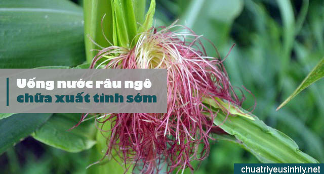 Bài thuốc nam trị xuất tinh sớm từ râu ngô