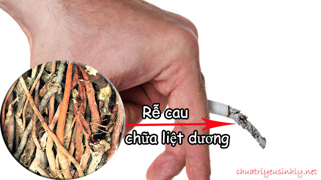 Rễ cau chữa liệt dương