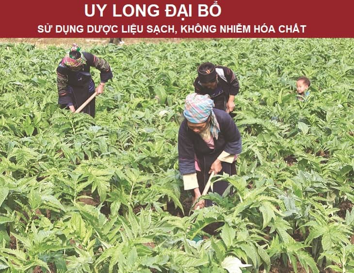 Uy Long Đại Bổ chữa yếu sinh lý cho nghệ sĩ Tùng Dương đảm bảo tính an toàn tuyệt đối nhờ nguồn dược liệu sạch